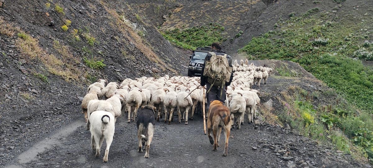 Ein Hirte mit Hütehunden treibt eine große Schafherde an einem Expeditions-Allradfahrzeug auf der Bergstraße des Abano-Passes in Tuschetien vorbei, Georgien