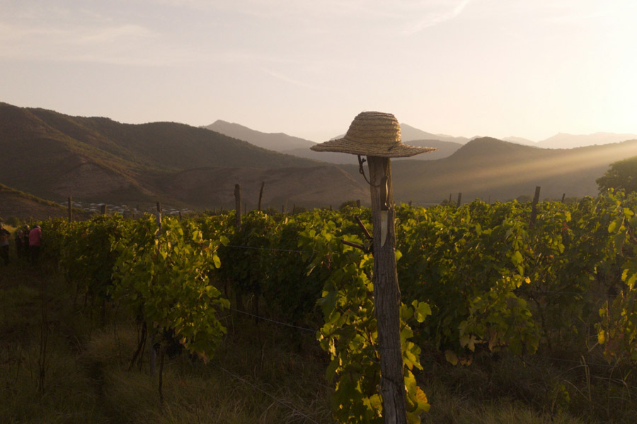 Kakheti Wine Region